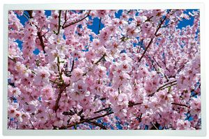 MP010839 - TFT IPS LCD, 12.1", 1280 x 800, 600cd/m2,  HDMI, 12V - MULTICOMP PRO